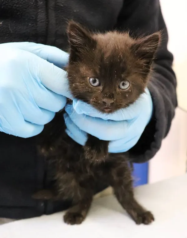 Znaleziono kota, Łódź, 6 maja 2025 (3/3)