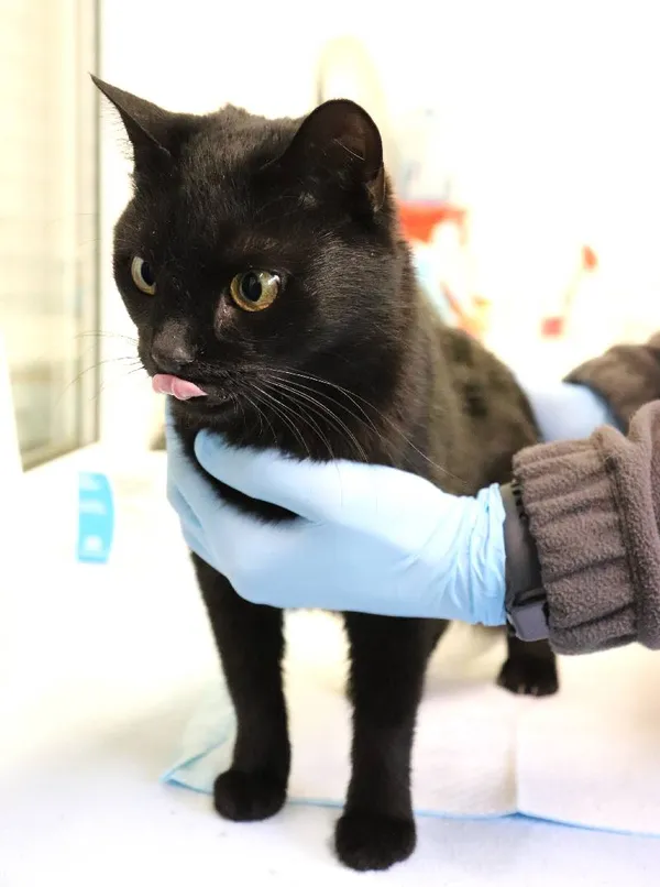 Znaleziono kota, Łódź, 6 maja 2025 (1/2)