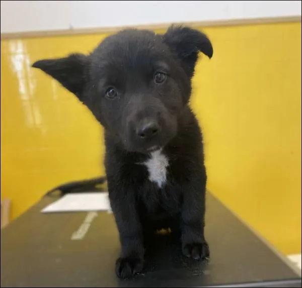 Znaleziono psa, Grudziądz, 7 maja 2025