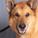 Pies do adopcji