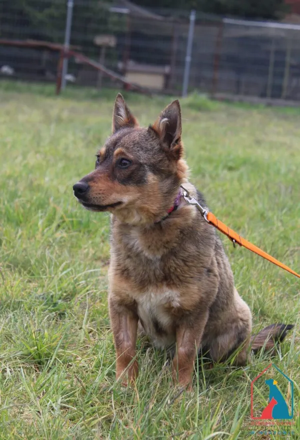 Pies do adopcji, Grudziądz, 5 maja 2025