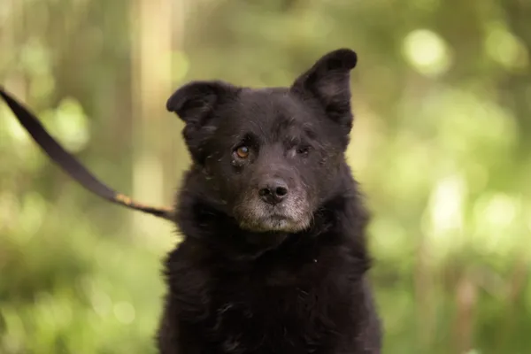 Pies do adopcji, Nowodwór, 7 maja 2025 (1/5)