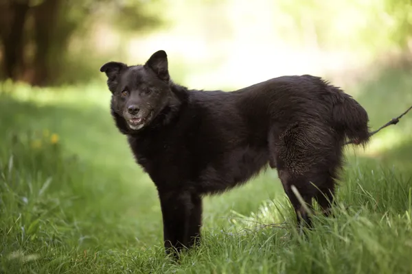 Pies do adopcji, Nowodwór, 7 maja 2025 (5/5)