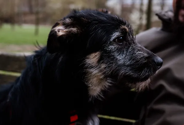 Pies do adopcji, Nowodwór, 7 maja 2025 (2/5)