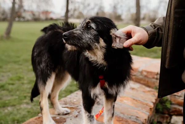 Pies do adopcji, Nowodwór, 7 maja 2025 (4/5)