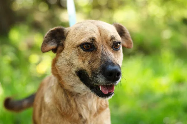 Pies do adopcji, Nowodwór, 7 maja 2025 (1/5)