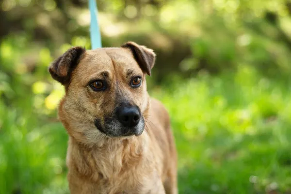 Pies do adopcji, Nowodwór, 7 maja 2025 (3/5)