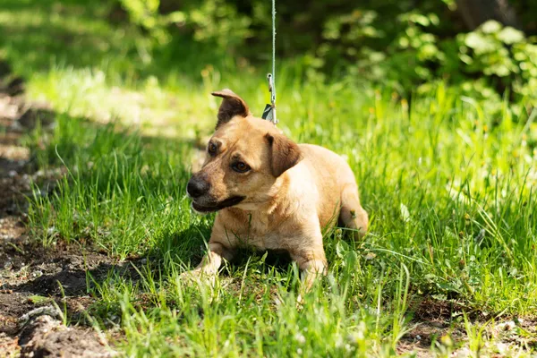 Pies do adopcji, Nowodwór, 7 maja 2025 (4/5)