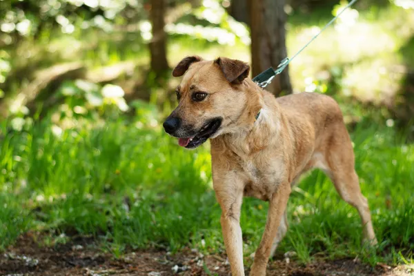 Pies do adopcji, Nowodwór, 7 maja 2025 (5/5)