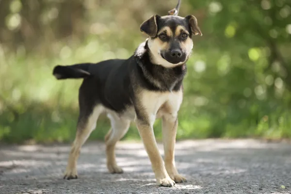 Pies do adopcji, Nowodwór, 7 maja 2025 (5/5)