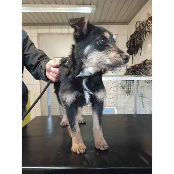 Znaleziono psa, Białystok, 7 maja 2025