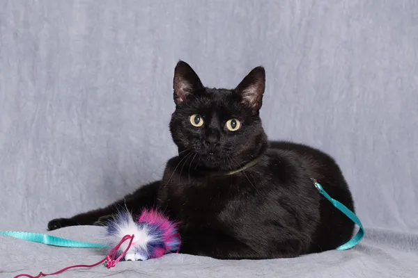 Kot do adopcji, Gdańsk, 7 maja 2025