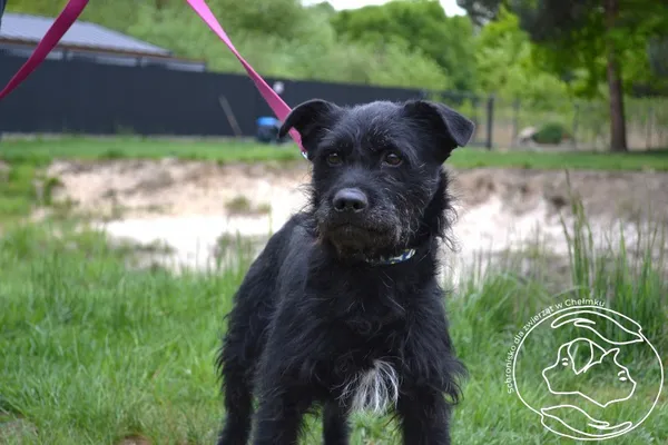 Pies do adopcji, Chełmek, 13 kwietnia 2025