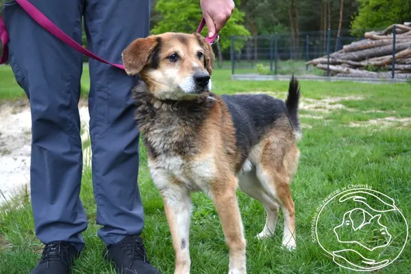 Pies do adopcji, Chełmek, 10 kwietnia 2025