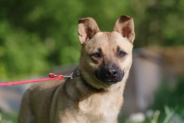 Pies do adopcji, Zgierz, 7 maja 2025 (4/5)