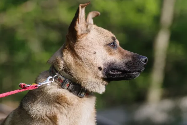 Pies do adopcji, Zgierz, 7 maja 2025 (5/5)