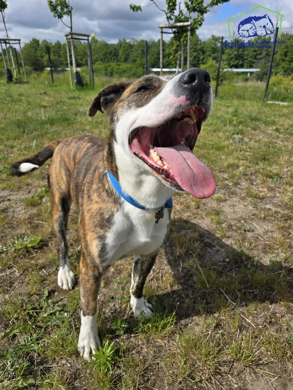 Znaleziono psa, Szczecin, 7 maja 2025 (1/4)