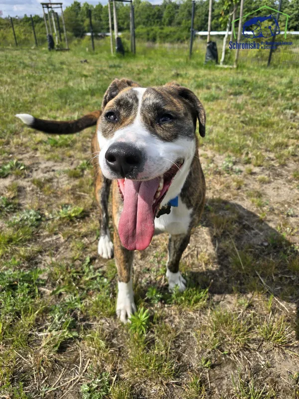 Znaleziono psa, Szczecin, 7 maja 2025 (2/4)