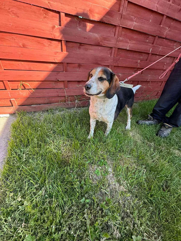 Znaleziono psa, Czartki, 8 maja 2025