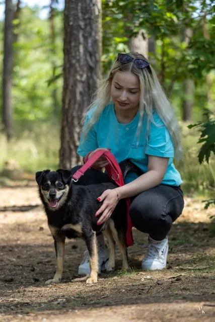 Pies do adopcji, Piła, 26 października 2024 (1/4)