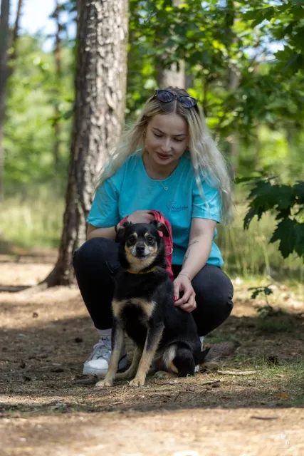 Pies do adopcji, Piła, 26 października 2024 (2/4)