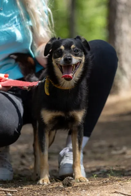 Pies do adopcji, Piła, 26 października 2024 (3/4)