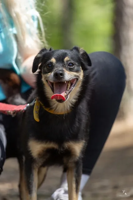 Pies do adopcji, Piła, 26 października 2024 (4/4)