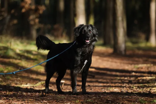 Pies do adopcji, Piła, 20 grudnia 2024 (1/3)