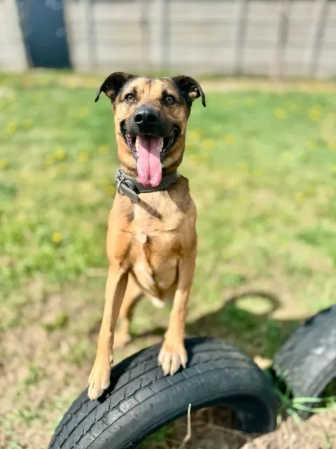 Pies do adopcji, Piła, 6 marca 2025 (1/5)