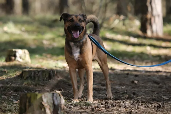 Pies do adopcji, Piła, 6 marca 2025 (2/5)