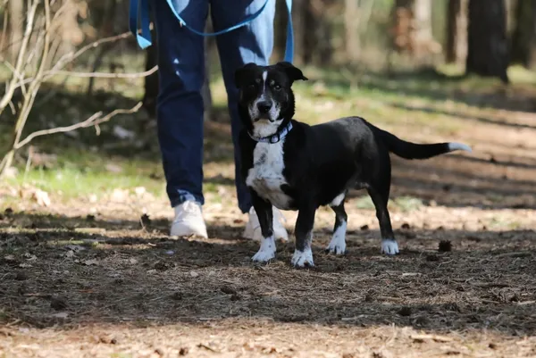 Pies do adopcji, Piła, 18 lutego 2025 (2/5)