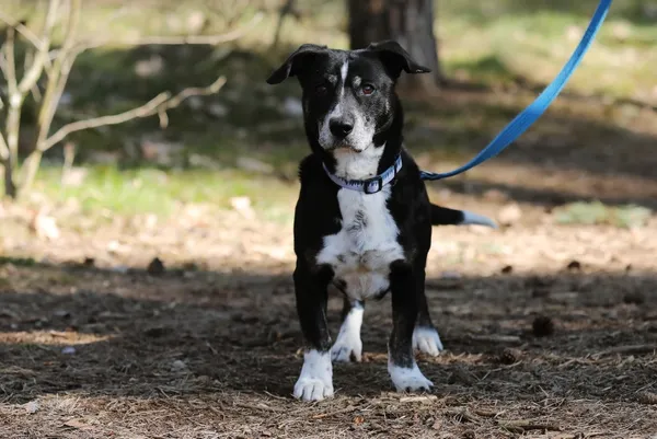 Pies do adopcji, Piła, 18 lutego 2025 (5/5)