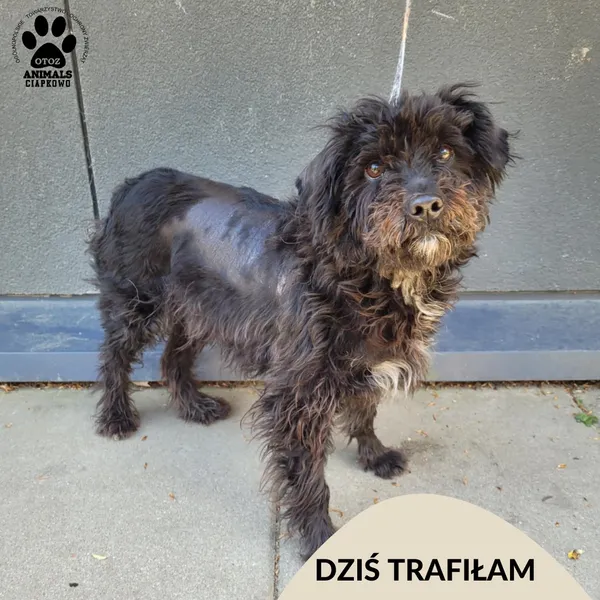 Znaleziono psa, Gdynia, 5 maja 2025