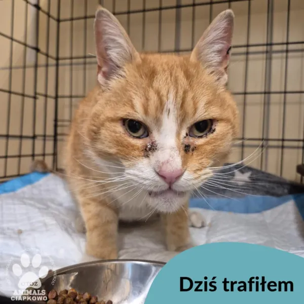 Znaleziono kota, Gdynia, 1 maja 2025