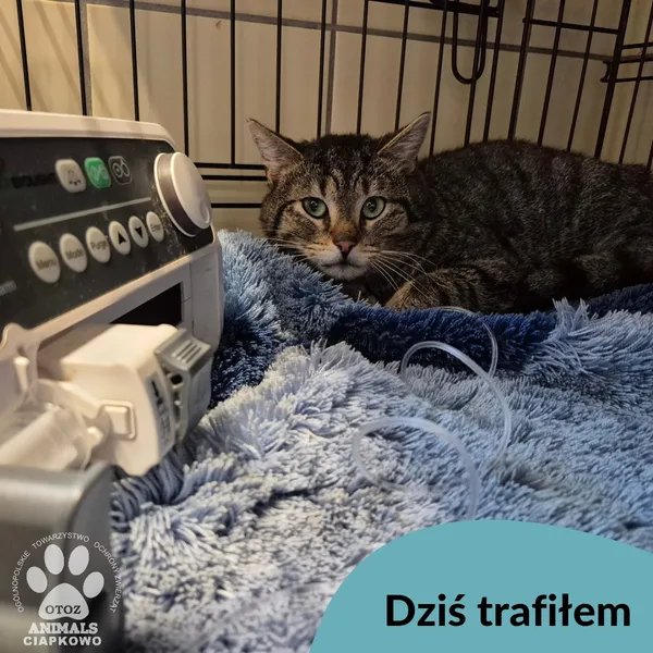 Znaleziono kota, Gdynia, 13 kwietnia 2025