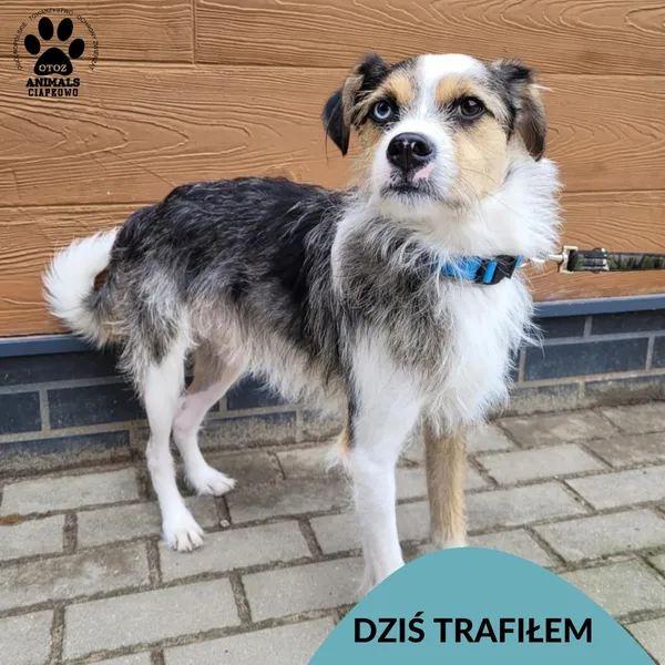 Znaleziono psa, Gdynia, 12 kwietnia 2025