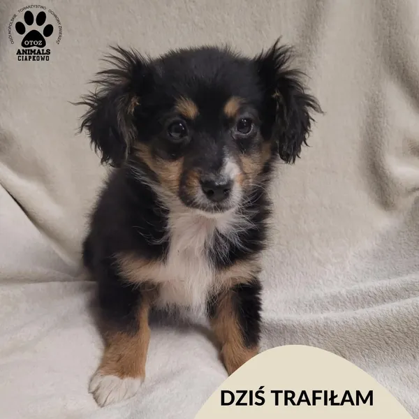 Znaleziono psa, Gdynia, 30 stycznia 2026