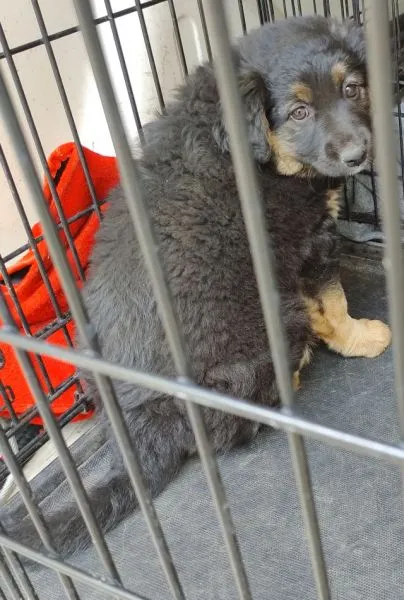 Znaleziono psa, Radom, 6 maja 2025