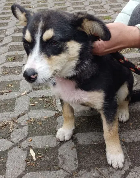 Znaleziono psa, Radom, 5 maja 2025