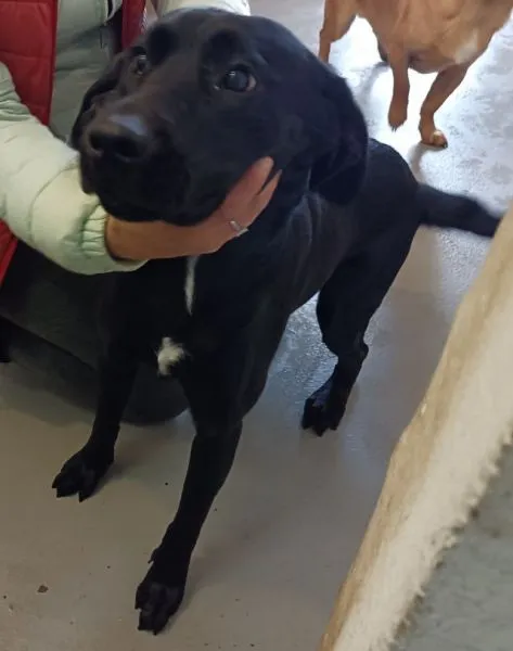 Znaleziono psa, Radom, 5 maja 2025