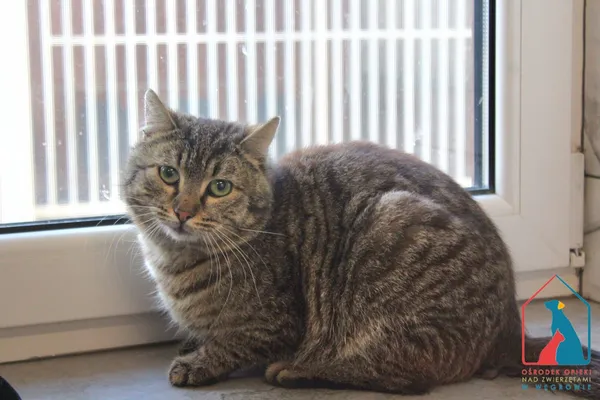 Kot do adopcji, Grudziądz, 8 maja 2025