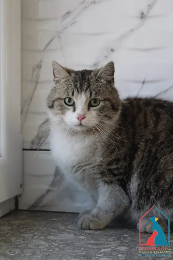 Kot do adopcji, Grudziądz, 8 maja 2025