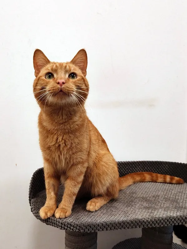 Kot do adopcji, Włocławek, 7 maja 2025 (1/5)