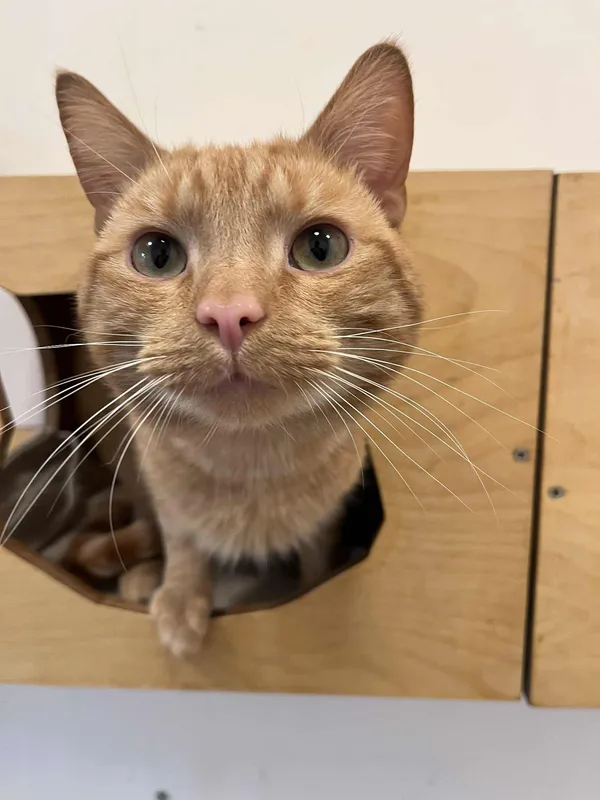 Kot do adopcji, Włocławek, 7 maja 2025 (3/5)