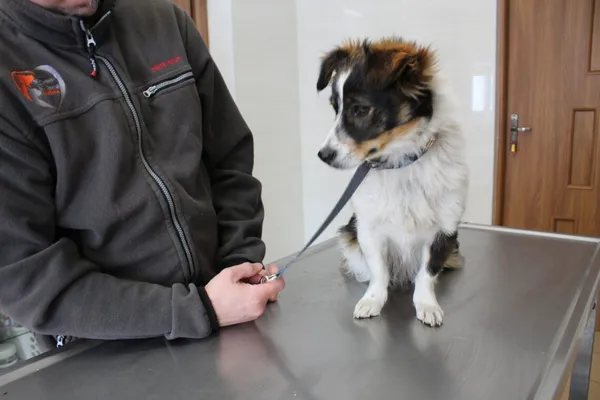 Znaleziono psa, Ciosny, 8 maja 2025