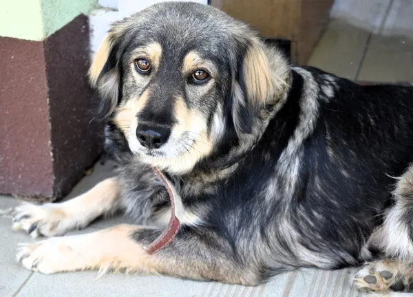 Znaleziono psa, Pieckowo, 7 kwietnia 2025 (1/5)