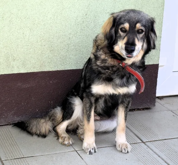 Znaleziono psa, Pieckowo, 7 kwietnia 2025 (2/5)