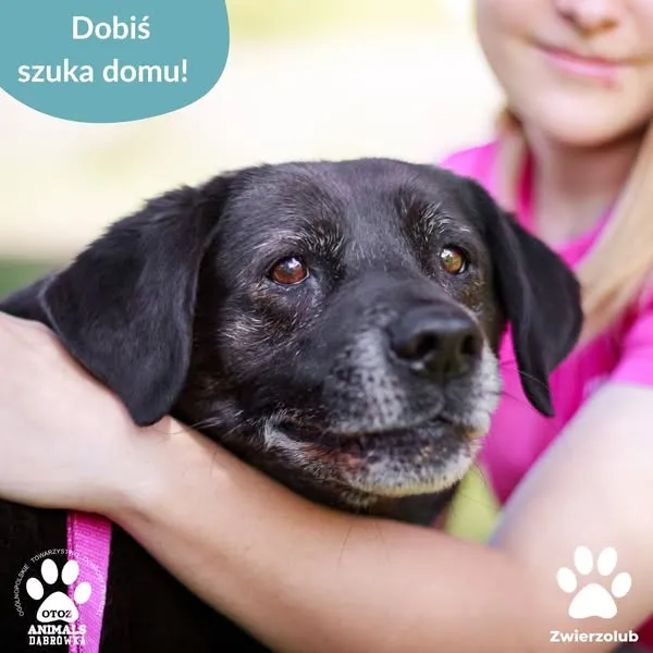 Pies do adopcji, Dąbrówka, 8 maja 2025 (1/5)