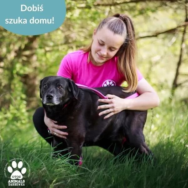 Pies do adopcji, Dąbrówka, 8 maja 2025 (2/5)