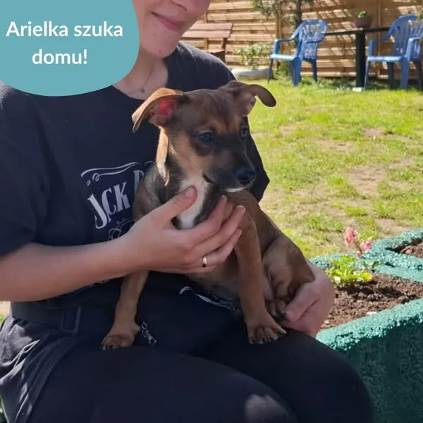 Pies do adopcji, Dąbrówka, 8 maja 2025 (3/5)